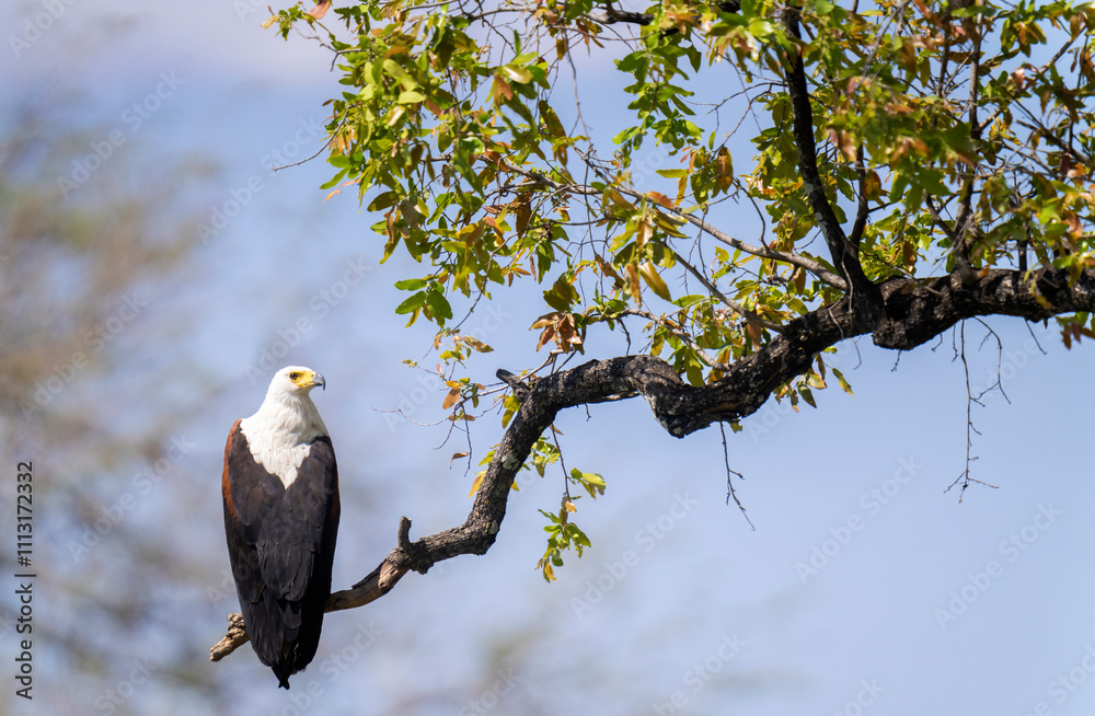 African Fish Eagle Perched On A Branch African Fish Eagle Perched On A Branch