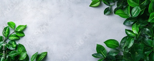 Panel kuchenny z motywem Green leaves bordering a gray concrete background