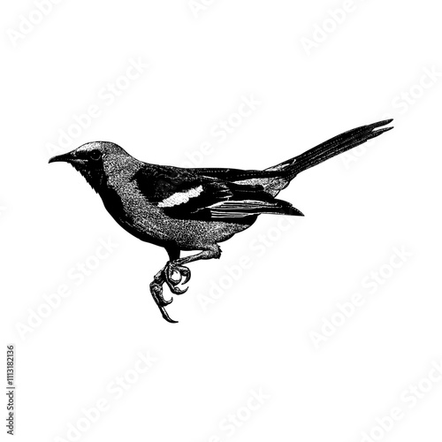 Hooded Oriole hand drawing vector isolated on background.
