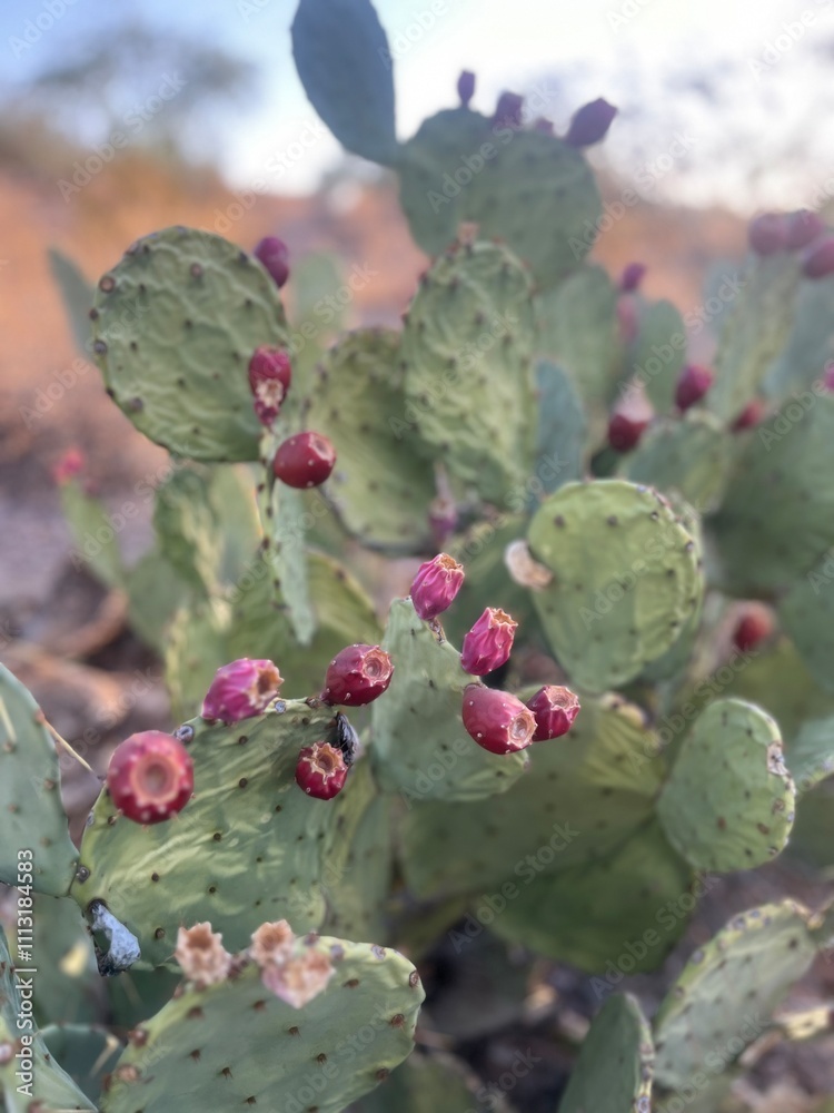 prickly pear cactus prickly pear cactus