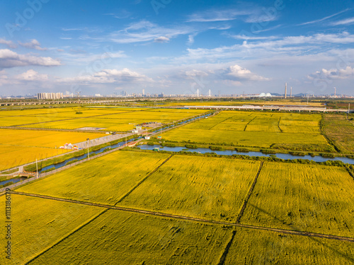 Pattern of paddy rice field photo