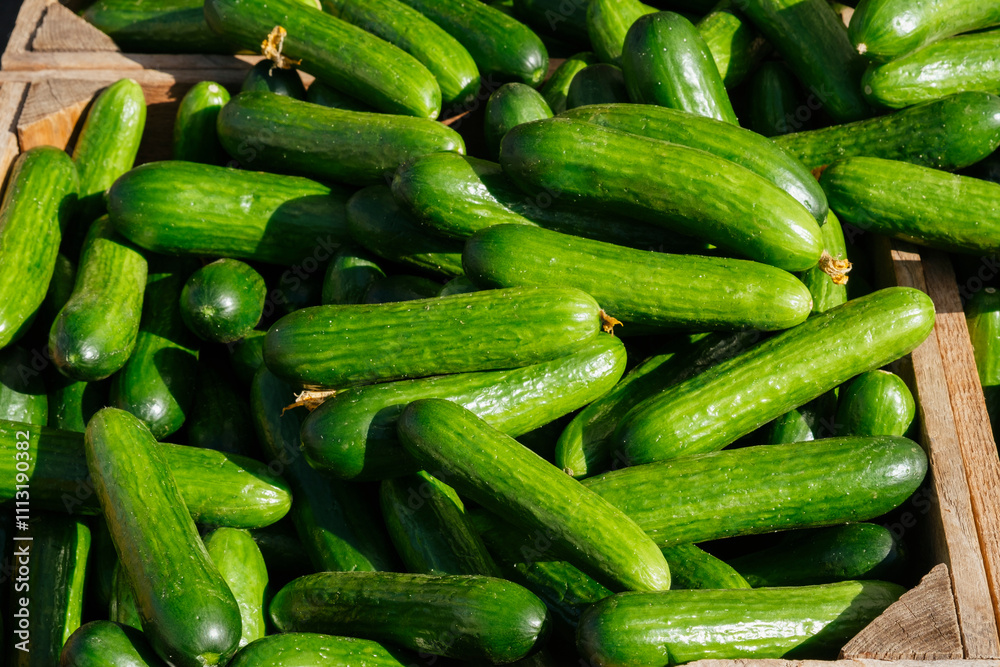 Fresh green cucumbers Fresh green cucumbers