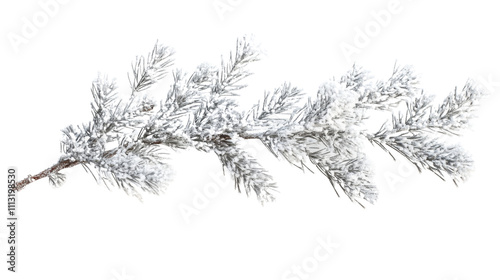 Pine branch covered with snow transparent background