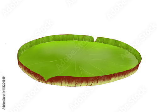 Illustration of Victoria amazonica water lily pad on white 