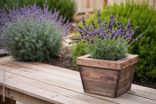 Lavender Plant in Rustic Wooden Planter for Elegant Home Garden Decor