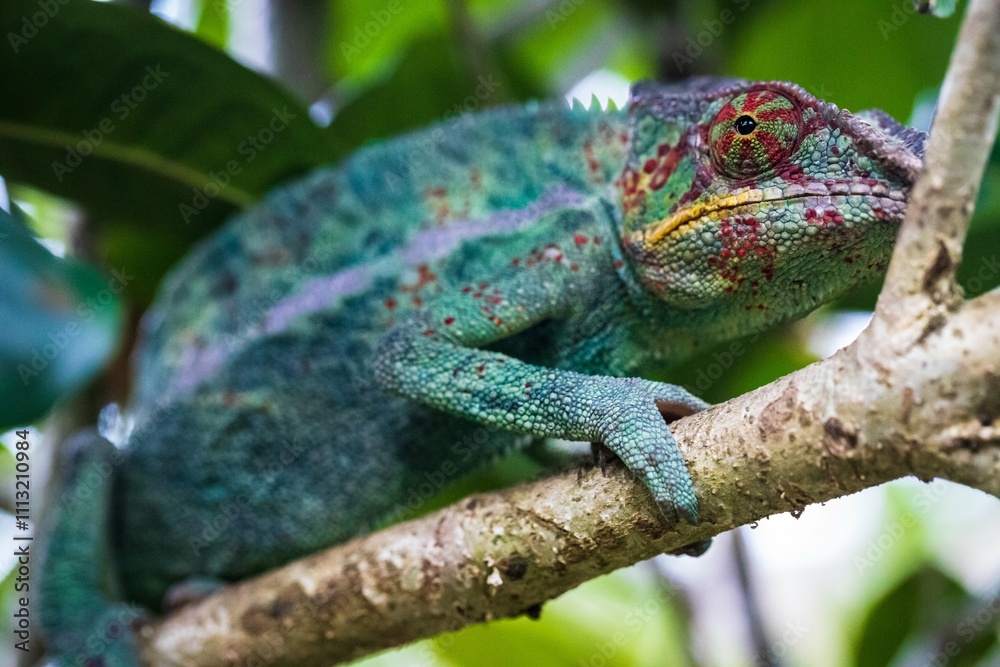 Fototapeta premium Vibrant Panther Chameleon Perched in Madagascar Forest
