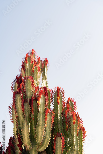 Moroccan cactus photo