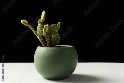 Composición con cactus y decoración minimalista para interiorismo, asimétrico, blanco y negro. photo