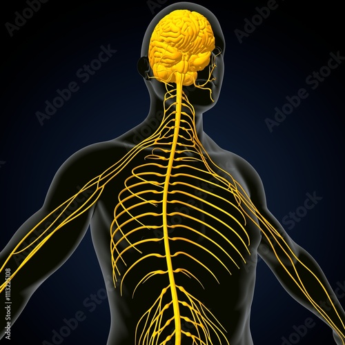 human brain, nerves with circler system anatomy. 3d illustration photo