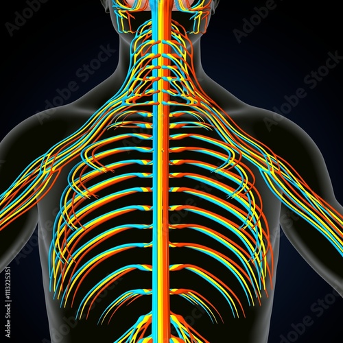 human brain, nerves with circler system anatomy. 3d illustration photo