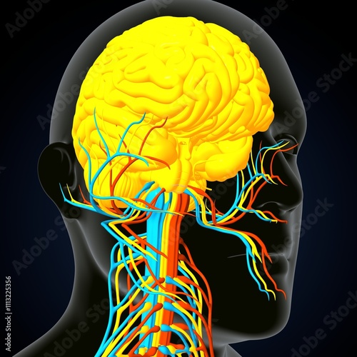 human brain, nerves with circler system anatomy. 3d illustration photo