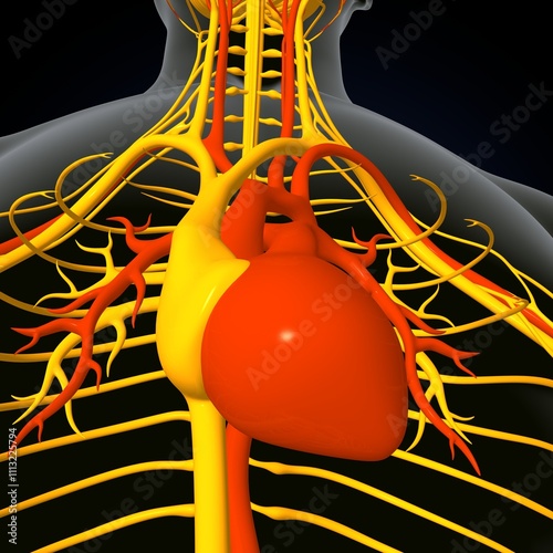 human brain, nerves with circler system anatomy. 3d illustration photo