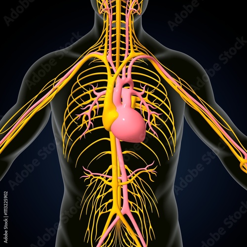 human brain, nerves with circler system anatomy. 3d illustration photo