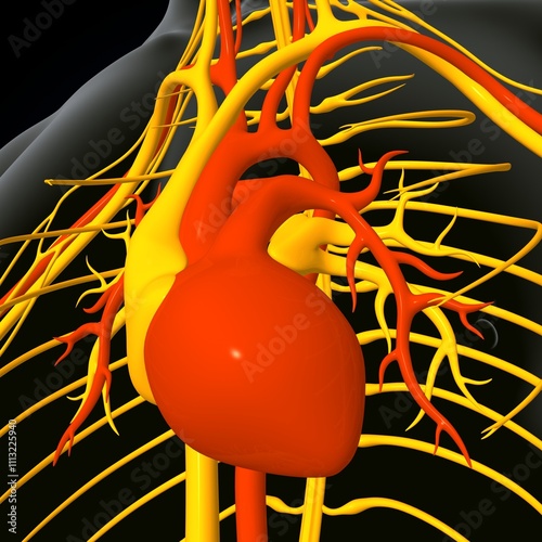 human brain, nerves with circler system anatomy. 3d illustration photo