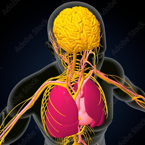 human brain, nerves with circler system anatomy. 3d illustration photo