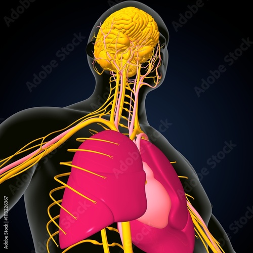 human brain, nerves with circler system anatomy. 3d illustration photo