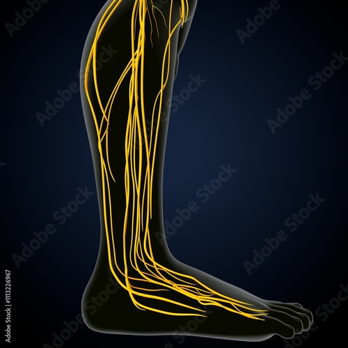 human brain, nerves with circler system anatomy. 3d illustration photo