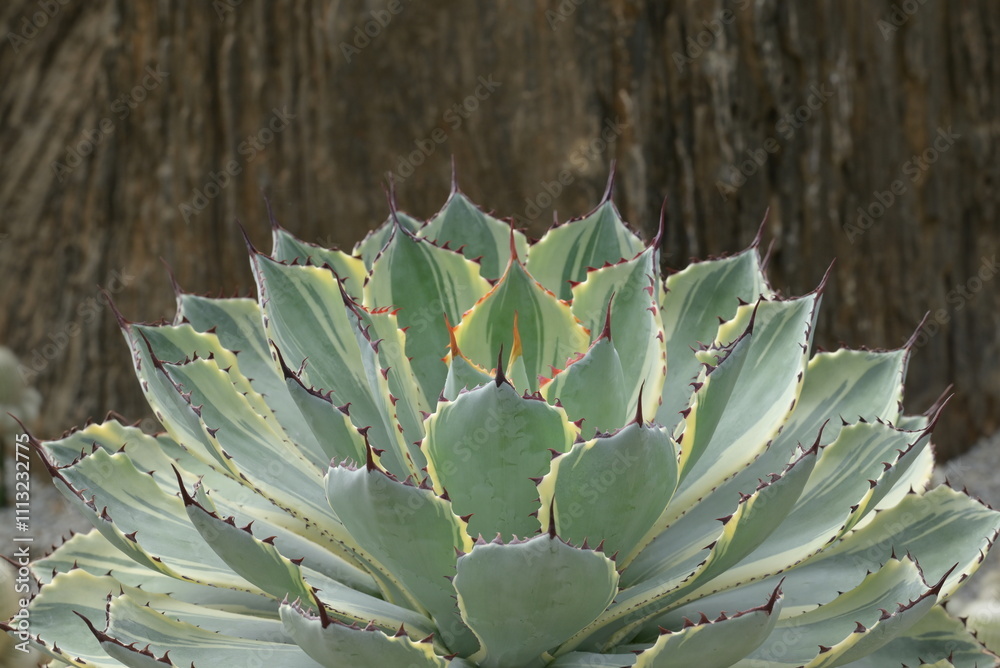 Fototapeta premium Close-up of an agave plant with silvery-green leaves and sharp, reddish spines along the edges. The plant exhibits a rosette formation and is placed in a rock garden.