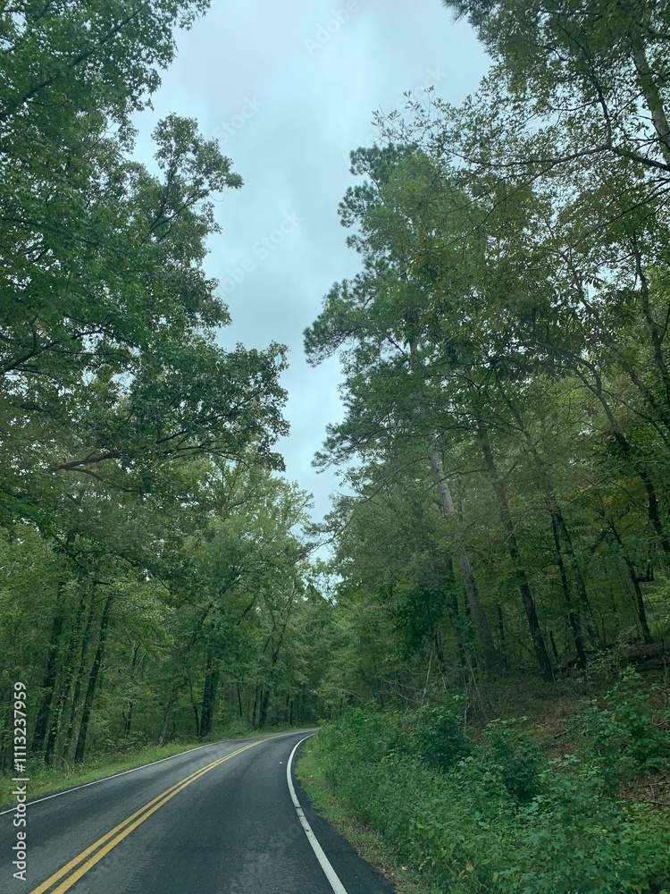 Fototapeta premium road in the woods