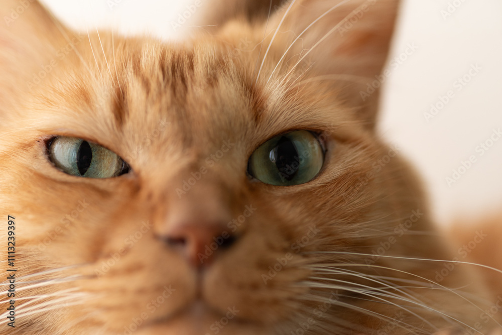見つめる猫の眼 サバトラ猫 見つめる猫の眼 サバトラ猫