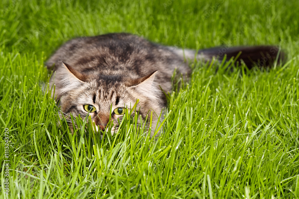 A playful tabby cat in green grass, with her eyes focused forward, giving a look of intense curiosity or hunting behavior, A playful tabby cat in green grass, with her eyes focused forward, giving a look of intense curiosity or hunting behavior,