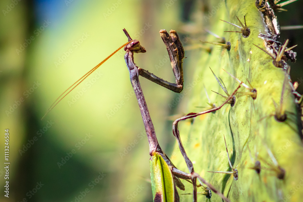 Unicorn mantis (pseudovates chlorophaea) on a cactus, mantis with horn and brown spots, in Zacatecas