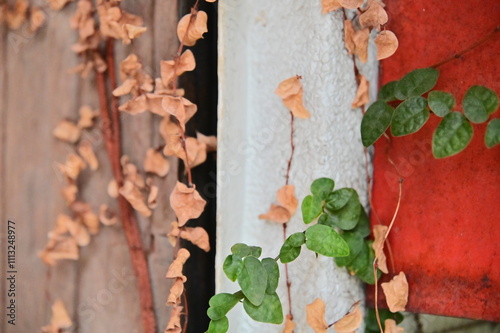 A creeping fig plant captures attention with lush green and dry brown leaves, showcasing the charm of late autumn outdoors and highlighting the delicate balance of life and decay. photo