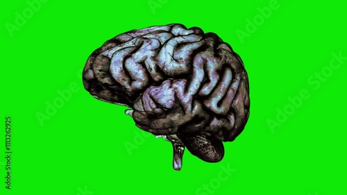 Rotten Human Brain - Spinning Rotation Loop - Green Screen Closeup - Realistic 3D Animation