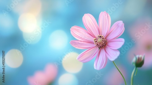 Single Pink Flower in a Soft Blue Bokeh Background