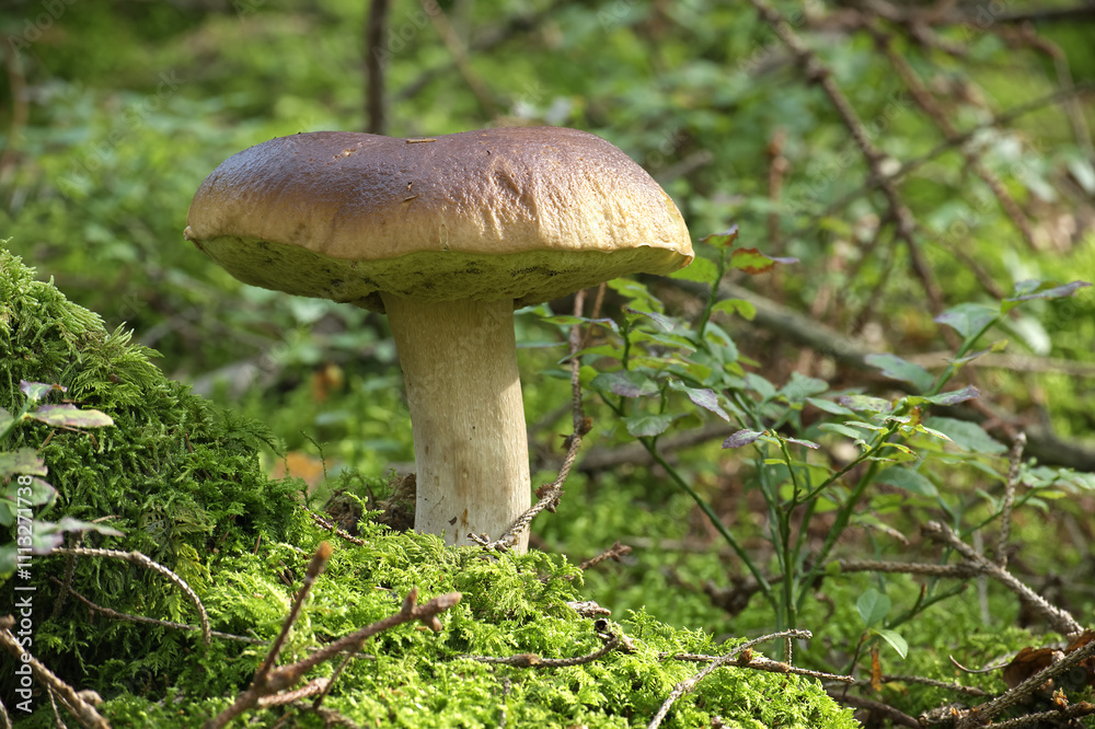 Boletus mushroom growing in a verdant forest setting, surrounded by vibrant green moss Boletus mushroom growing in a verdant forest setting, surrounded by vibrant green moss