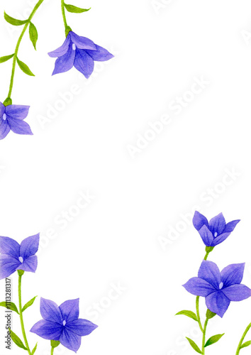 Fototapeta Naklejka Na Ścianę i Meble -  水彩画のキキョウの花のイラスト