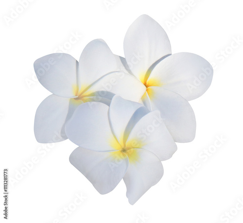 Plumeria or Frangipani or Temple tree flower. Close up white-yellow plumeria flowers bouquet isolated on transparent background. 