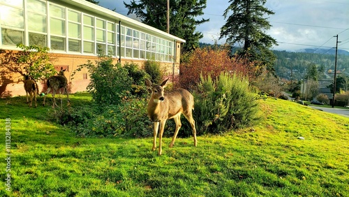 Deer by school and grass