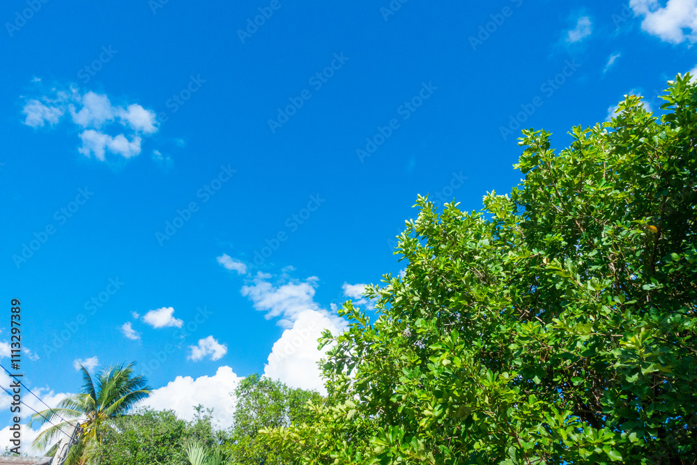 Tree branch on blue sky background ,Summer background concept,home garden in vacation time. Tree branch on blue sky background ,Summer background concept,home garden in vacation time.