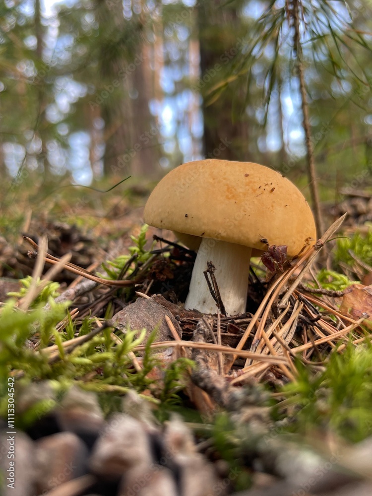 orange cap boletus orange cap boletus