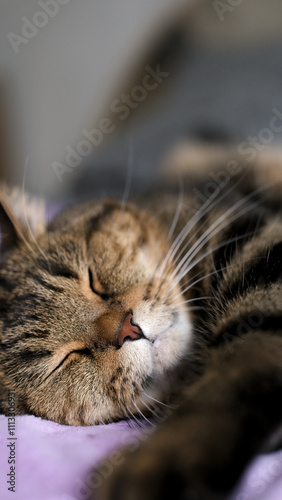 Sleeping cat close-up. Vertical photo. There is space for text.