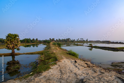 Wallpaper Mural Tranquil Rural Landscape with Path, Ponds, and Palm Trees Reflections Torontodigital.ca