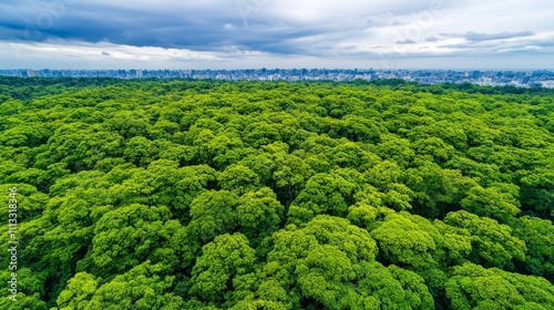 Transition from Rural Forest to Urban Environment