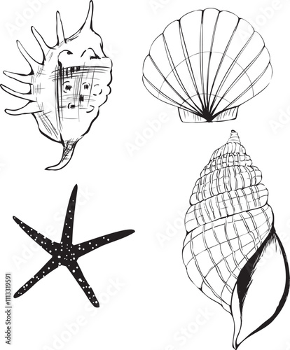 手書きの線画・貝殻のイラストセット