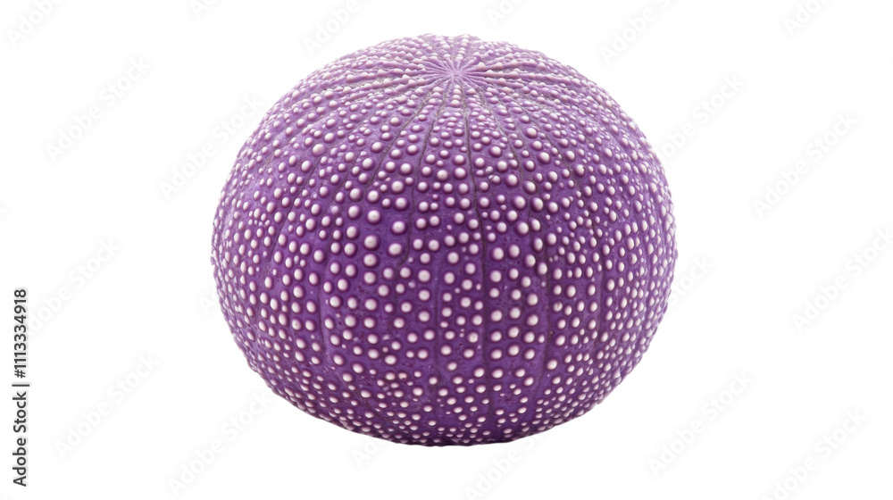 Single purple sea urchin shell transparent background Single purple sea urchin shell transparent background