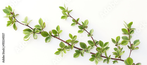 berry branch leaves on white background 24