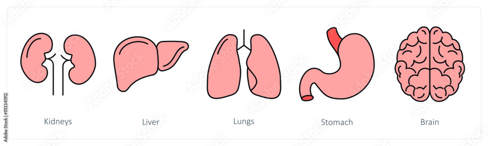 A set of medical icons as kidneys, liver, lungs