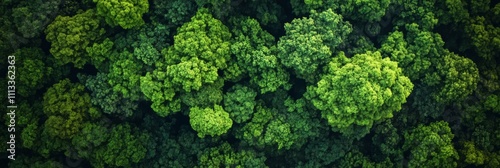 Tranquil Aerial View of Lush Forest Canopy with Healthy Green Trees and Peaceful Atmosphere