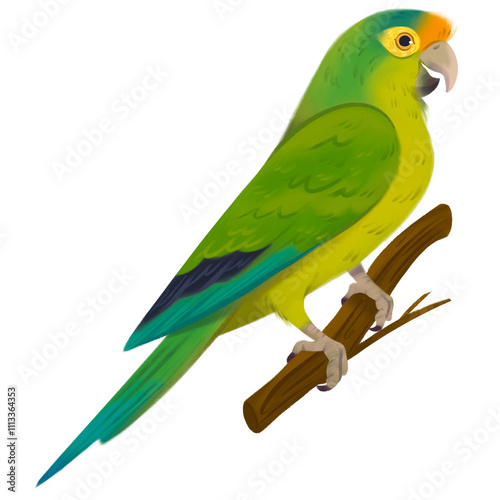 Perico verde de frente naranja atolero Eupsittula canicularis aratinga frente naranja