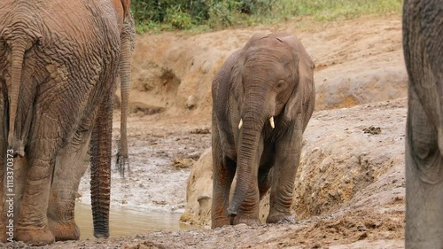 A young African elephant (Loxodonta africana) calf, Addo Elephant National Park, South Africa
