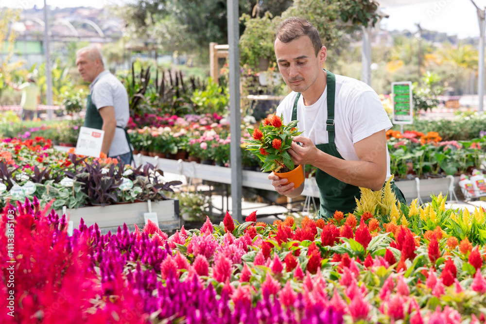 Male gardener working in a flower hothouse inspects flower Celosia in pots Male gardener working in a flower hothouse inspects flower Celosia in pots