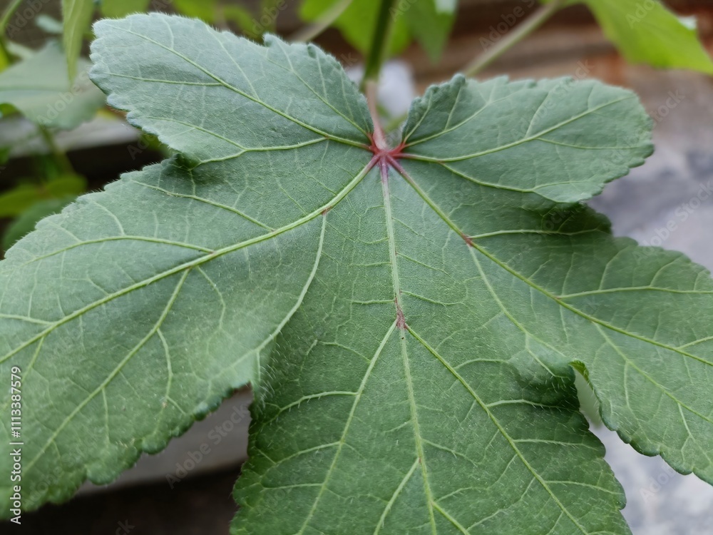 Close-up View of a Green Okra Leaf Showcasing Its Texture and Structure in a Garden Setting Close-up View of a Green Okra Leaf Showcasing Its Texture and Structure in a Garden Setting