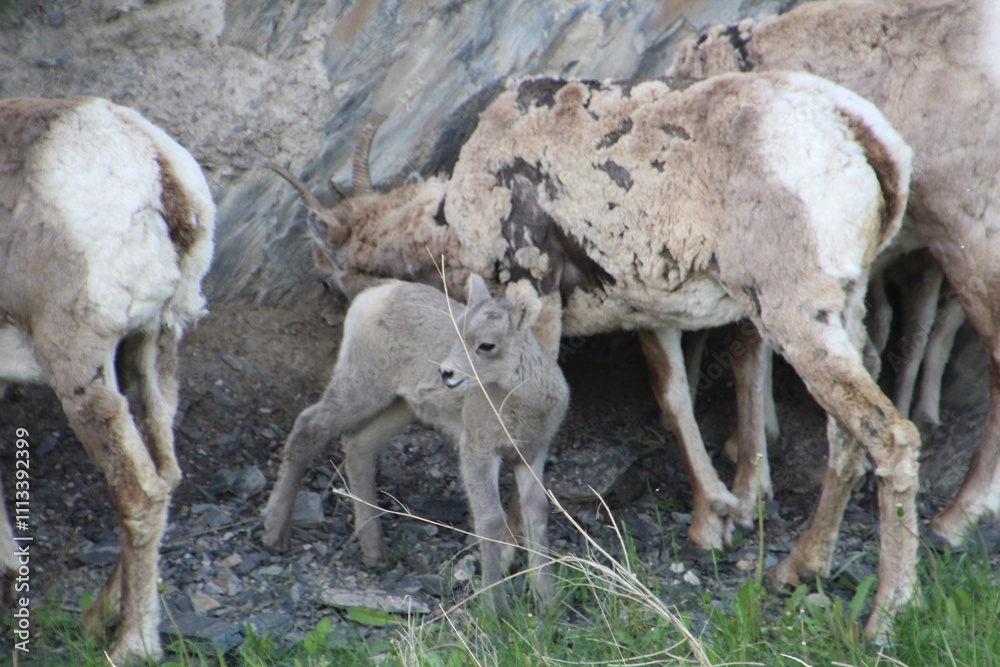 sheep and lamb, Jasper National Park, Alberta sheep and lamb, Jasper National Park, Alberta