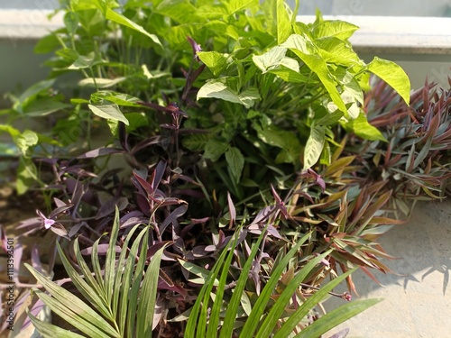 Garden Plants Thriving in Warm Sunlight on a Bright Afternoon in a Home Setting