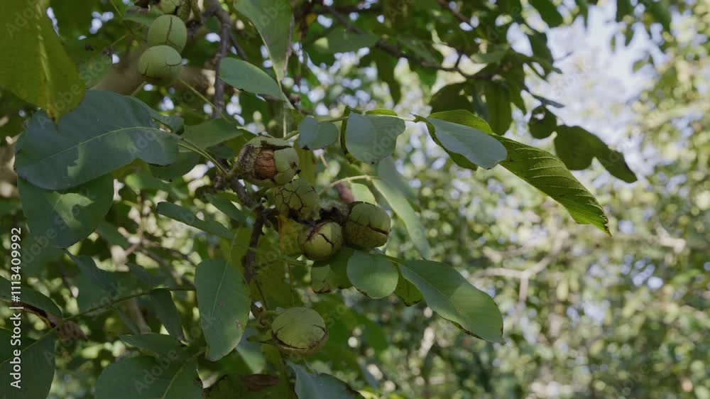 A close-up of walnuts still encased in their green husks, hanging from tree branches in a flourishing orchard